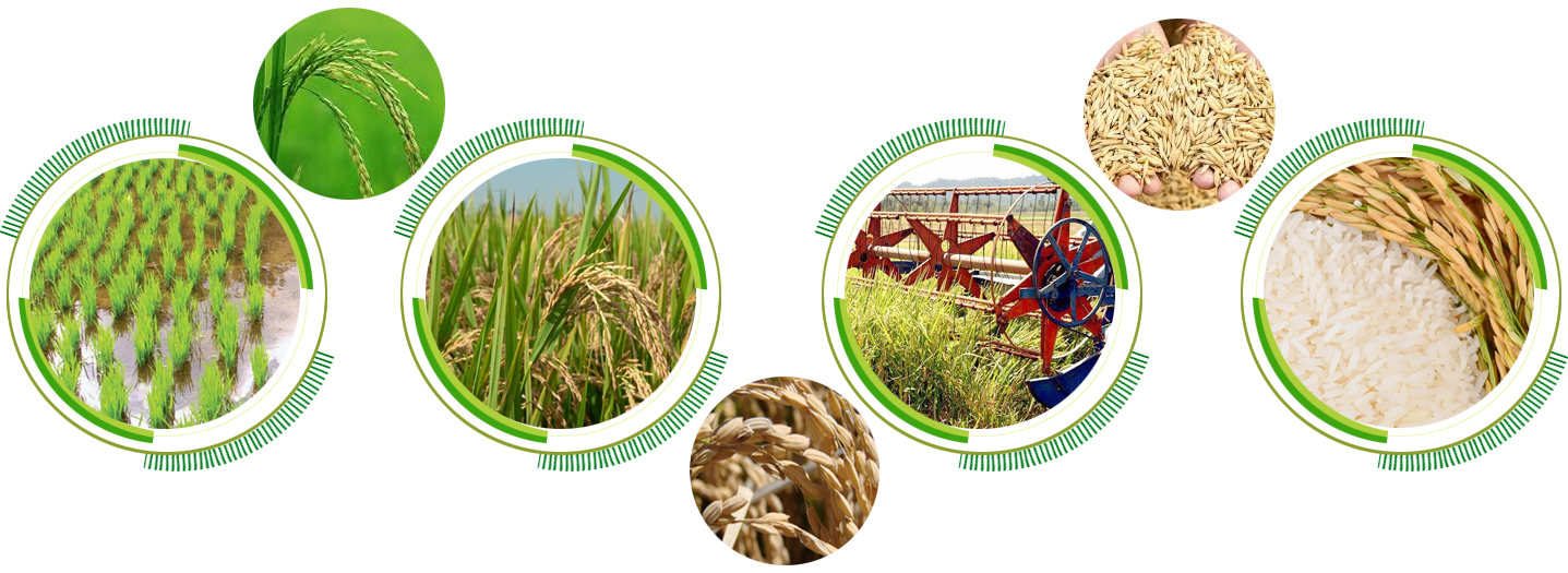 Punjab Rice Mills & Cold Storage